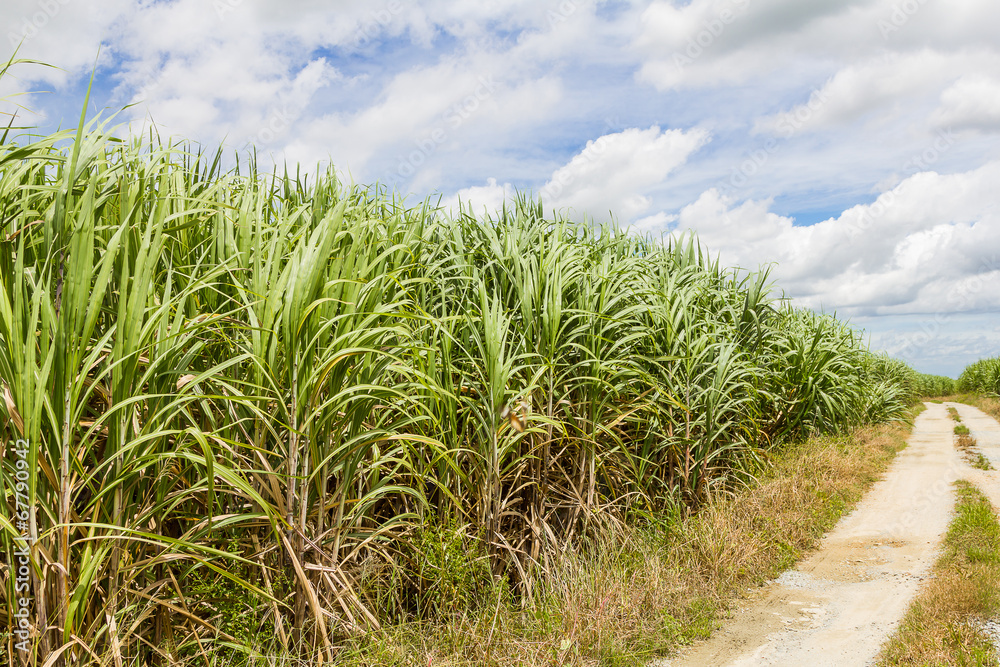 Sugarcane field and road with white cloud Sugarcane field and road with white cloud