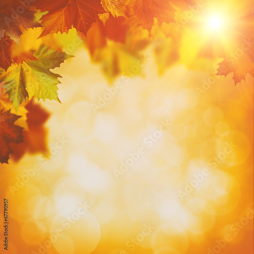 Abstract autumnal backgrounds with maple foliage and beauty boke