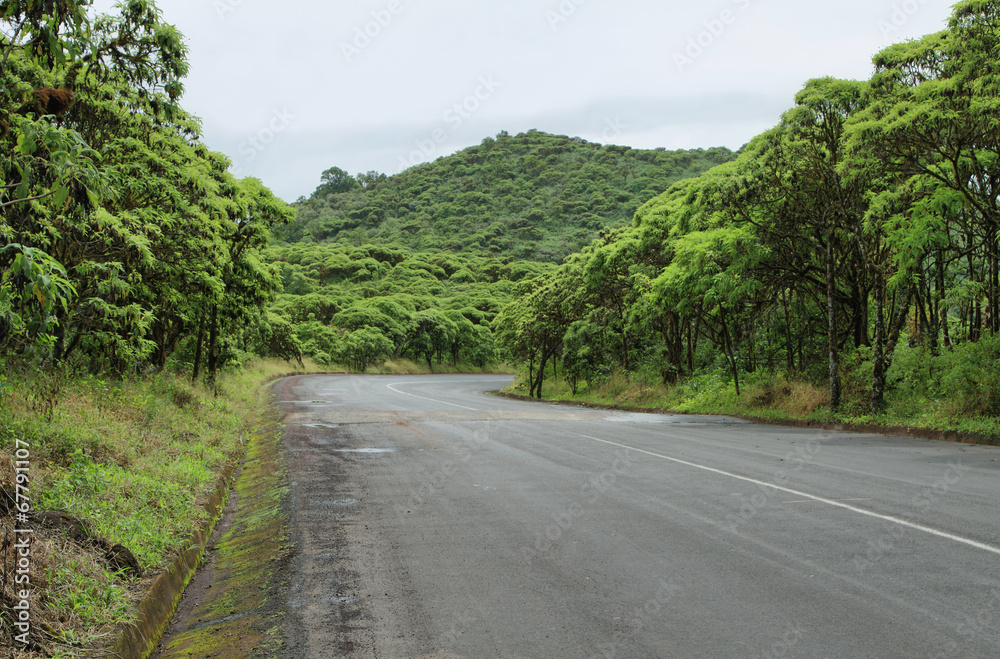 Cloud forest and road in the highlands of Santa Cruz