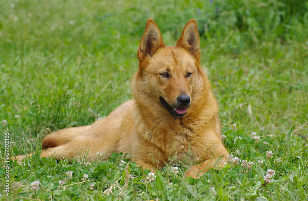 Young mixed breed dog having rest in the spring grass