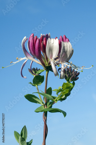 Geissblatt; Lonicera, caprifolium; Echtes; Bluete; Honeysuckle; photo