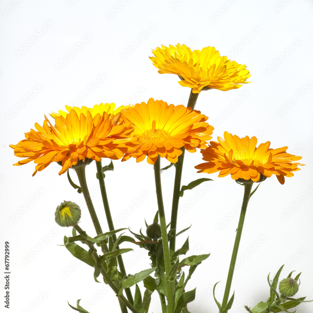 Ringelblume; Calendula Officinalis; Ringelblume; Calendula Officinalis;