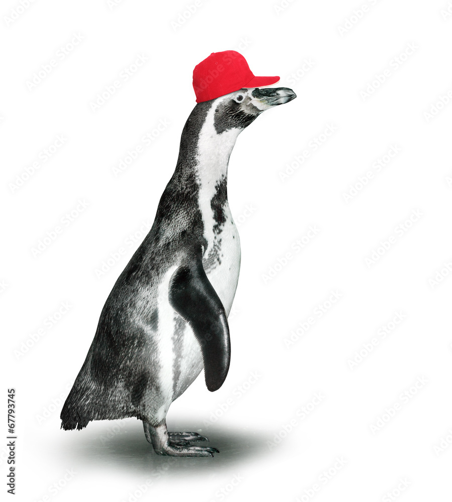 Obraz premium Funny penguin with baseballcap.