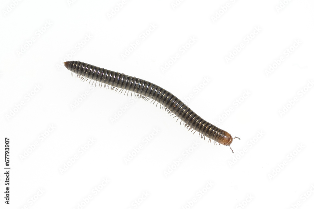 Schwarzer, Schnurfuesser, Tachypodoiulus, niger, Schwarzer, Schnurfuesser, Tachypodoiulus, niger,