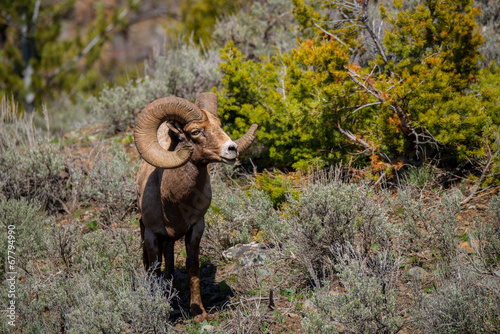 Big Horn Ram feeding in Yellowstone