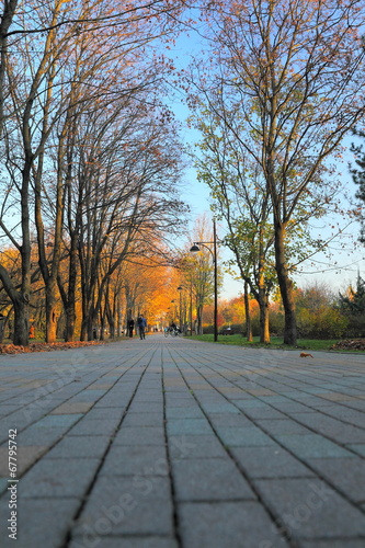 Colorful foliage in the autumn park