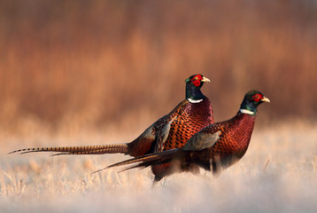 Crédence de cuisine Oiseaux Pheasant  © adamfichna