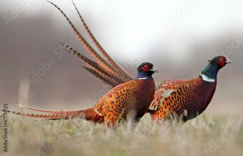 Fotografia Pheasant