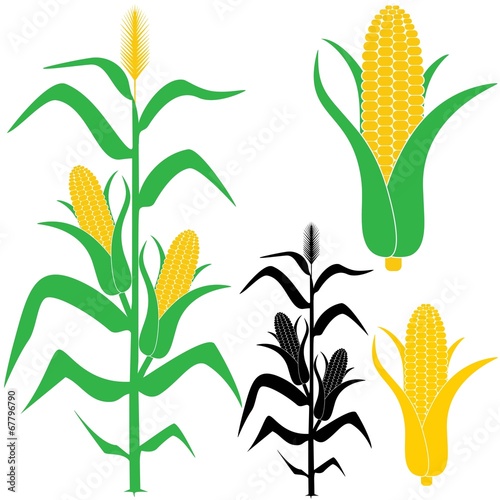 Corn