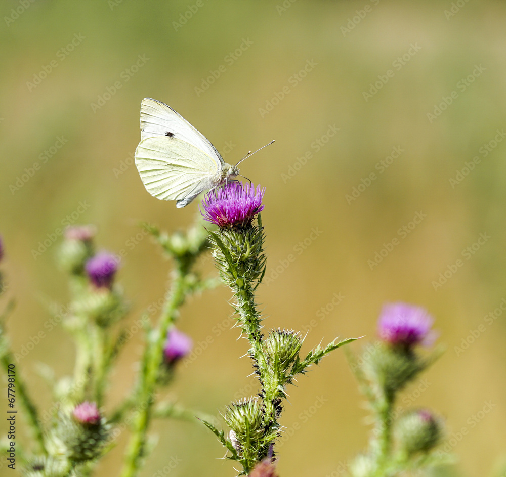 Kohlweißling auf Distelblüte Kohlweißling auf Distelblüte