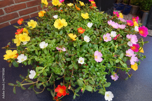 portulaca photo