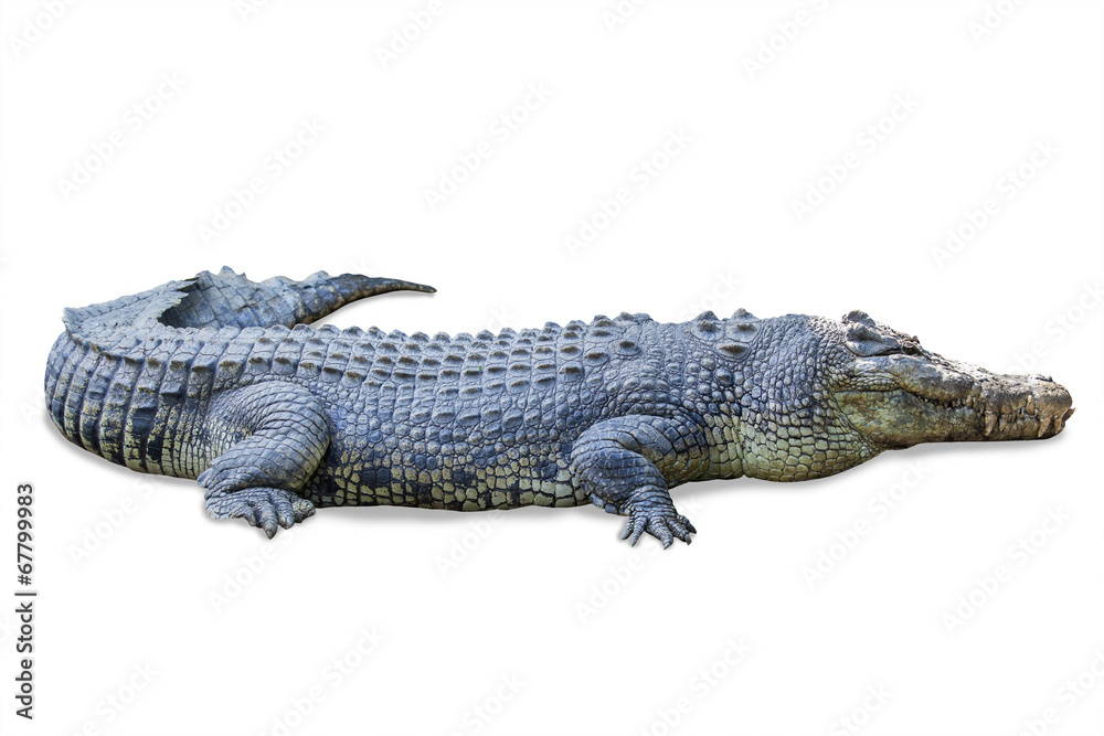 Fototapeta premium Wildlife crocodile isolated on white