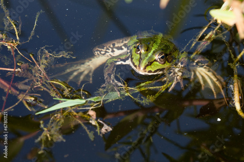 Green frog in a pond