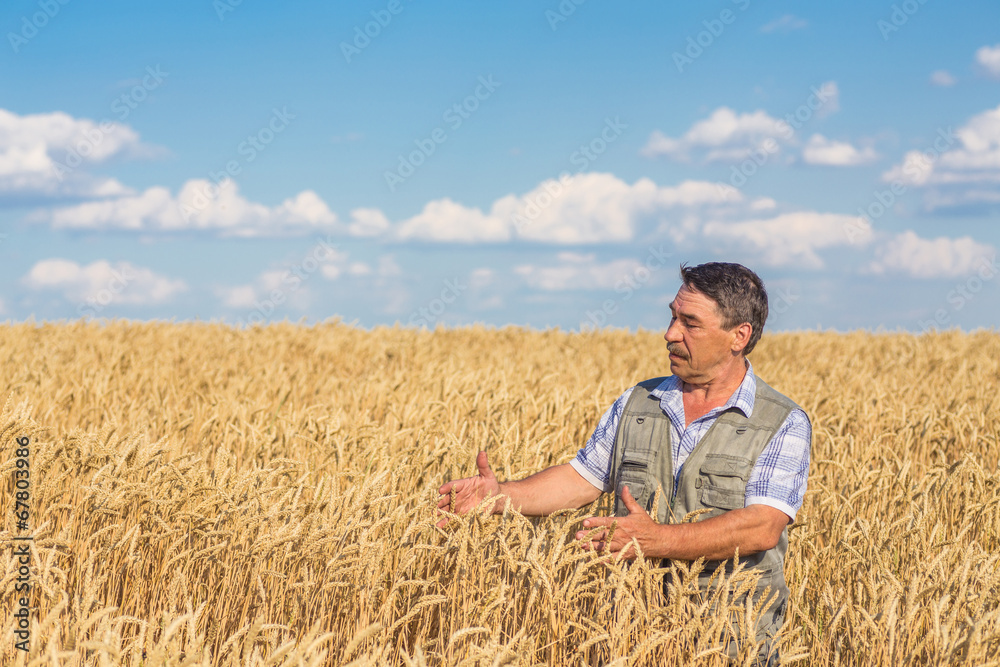 farmer standing in a wheat field farmer standing in a wheat field