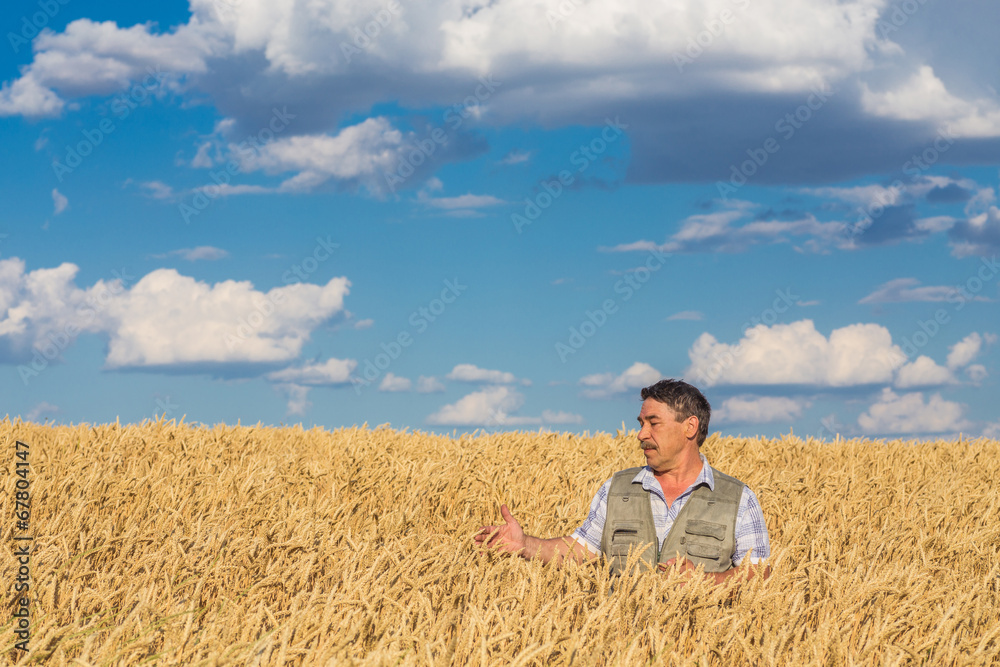 farmer standing in a wheat field farmer standing in a wheat field