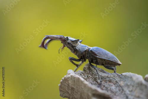 Lucanus cervus stag beetle Lucanidae © amajk