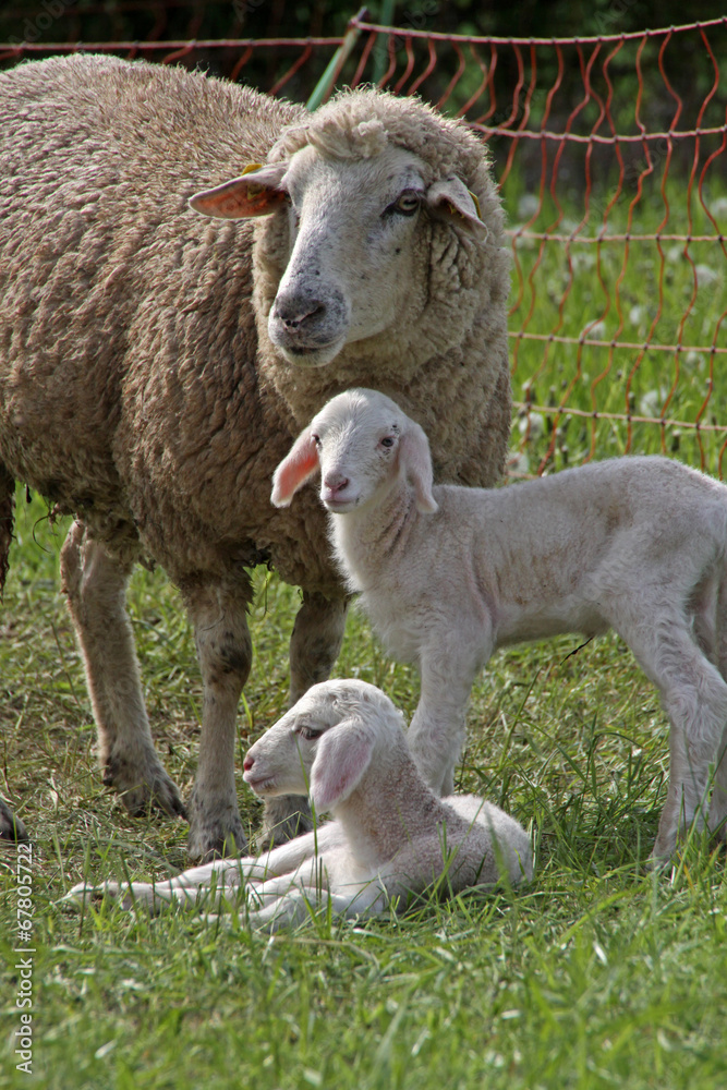 Obraz premium Mutterschaf mit zwei Lämmern