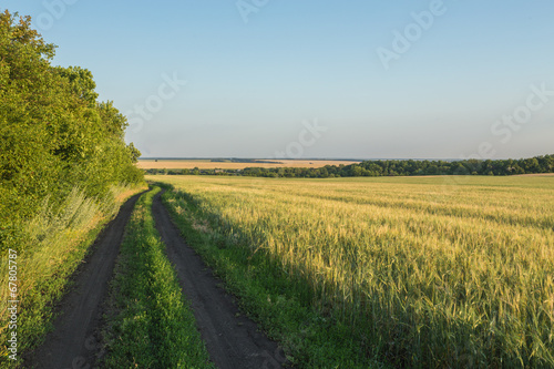 Summer Landscape with Wheat Field