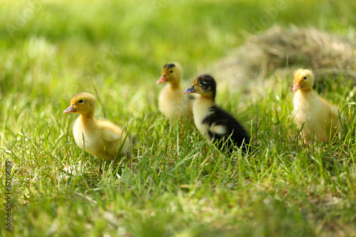 Little cute ducklings on green grass, outdoors © Africa Studio