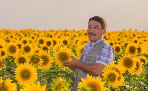 Farmer looking at sunflower