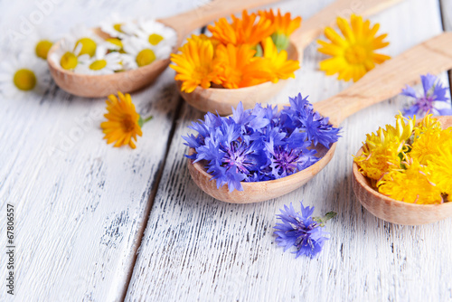 Fresh medical herbs in wooden spoons on table close-up