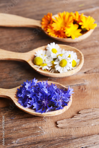 Fresh medical herbs in wooden spoons on table close-up