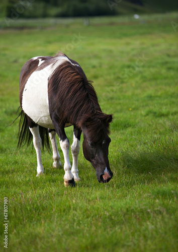 Icelandic Horse © deserttrends