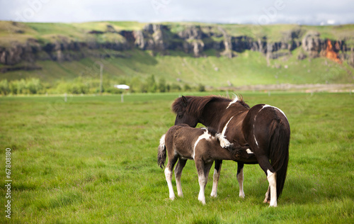 Icelandic Horses © deserttrends