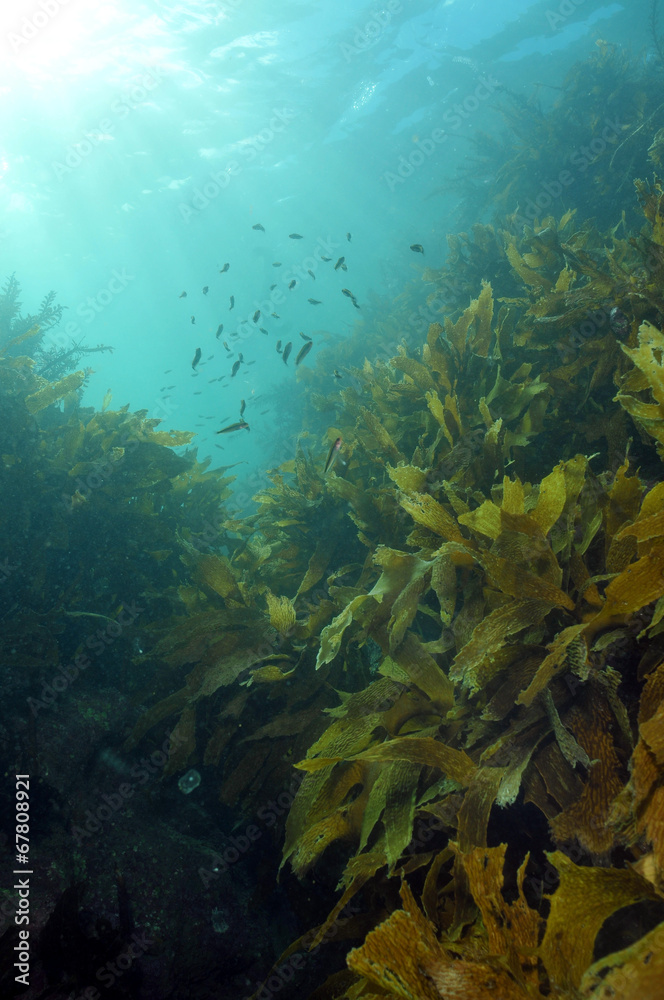 Shallow water kelp forest lit by sunrays