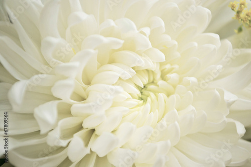Close - up of White Chrysanthemum flower © thanamat