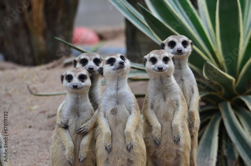 Fotografiet suricate group
