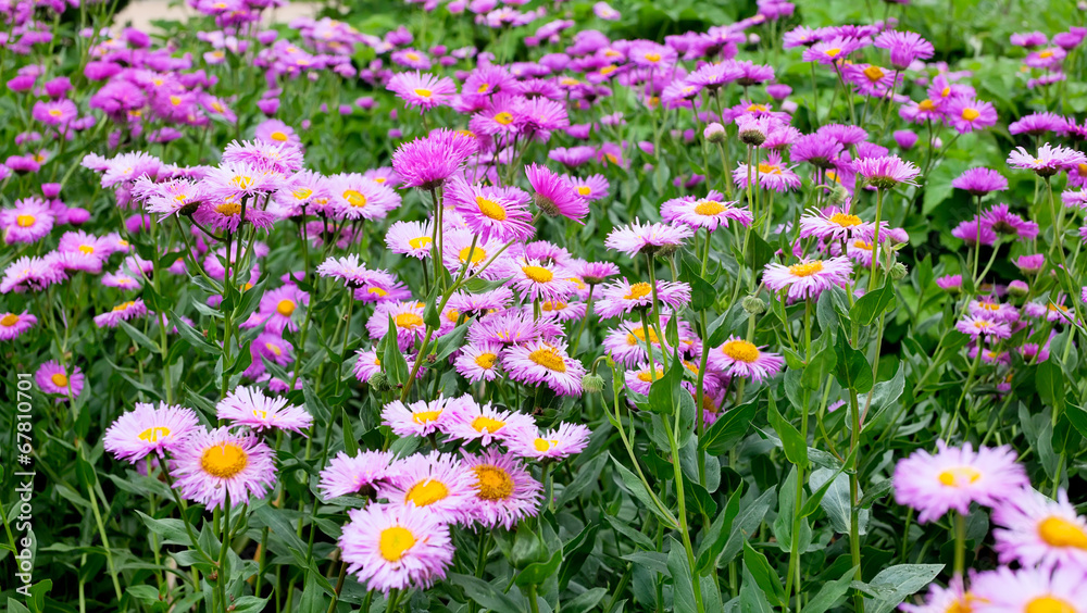 Daisies in  park