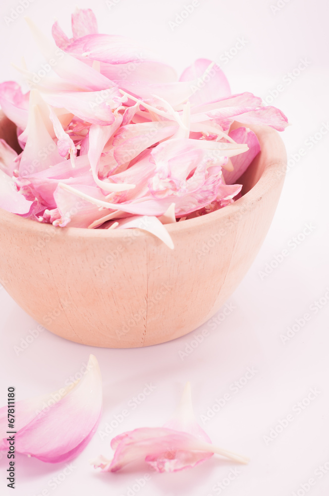 Lotus petal on white background with area for your text Lotus petal on white background with area for your text