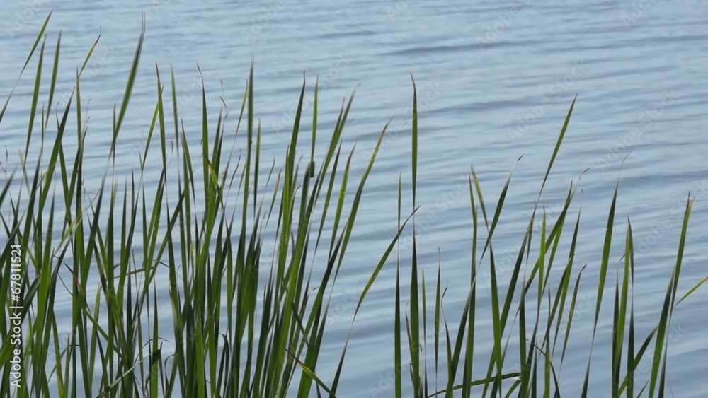 High grass on the lakeside against water surface High grass on the lakeside against water surface