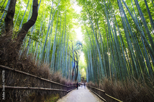 The bamboo forest of Kyoto, Japan photo