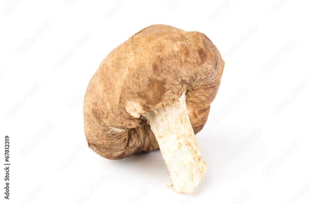 Fresh shitake mushroom Fresh shitake mushroom