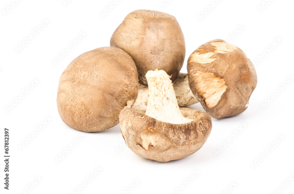 Fresh shitake mushroom