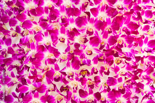 Pink orchid flower background