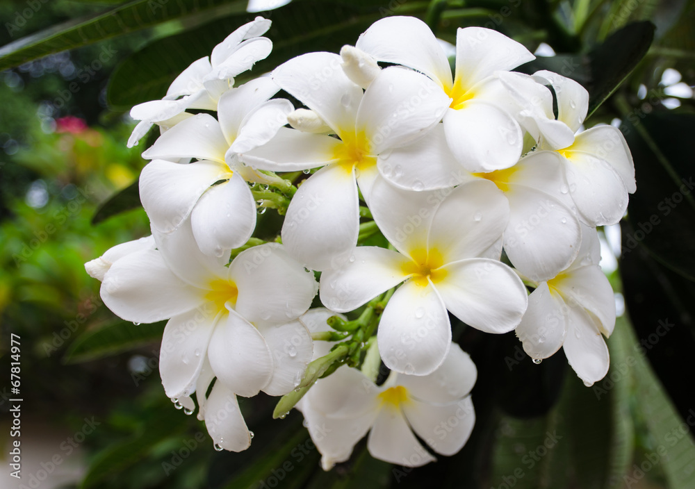 Frangipani Frangipani