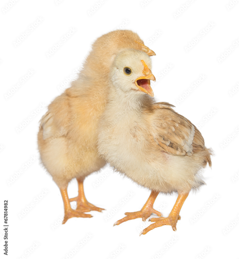 chicken chicken