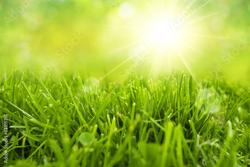 freshness grass field with sunlight