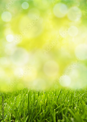 vertical freshness grass field with green abstract background