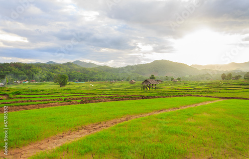 Beautiful green fields