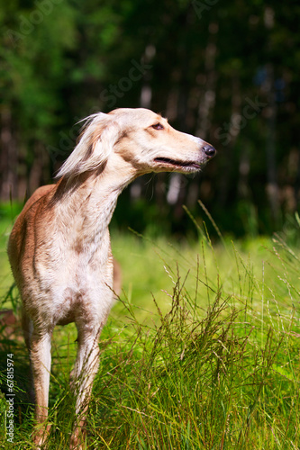 Persian Greyhound dog