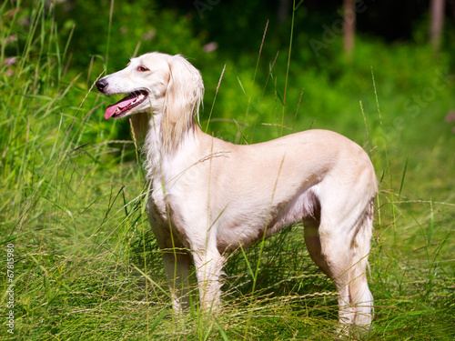 Persian Greyhound dog