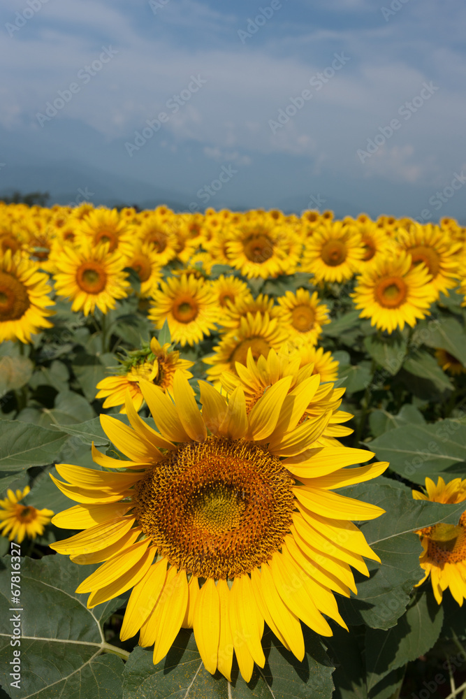 Obraz premium 高原のヒマワリ畑