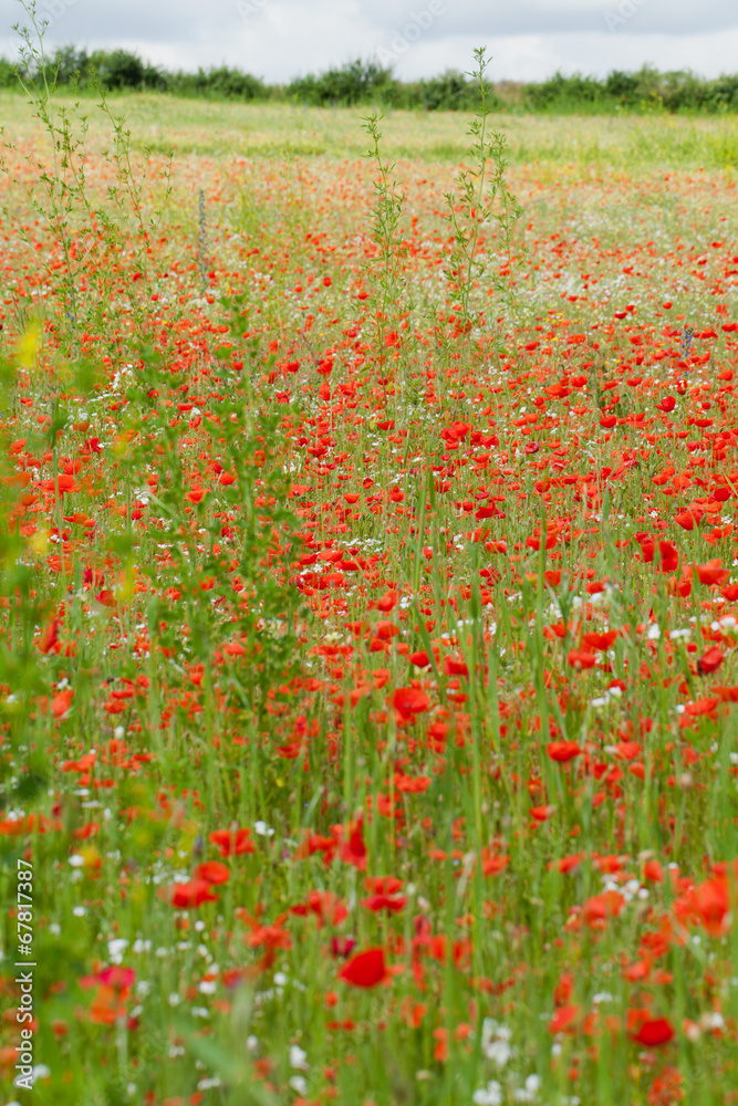 red poppies among the meadow