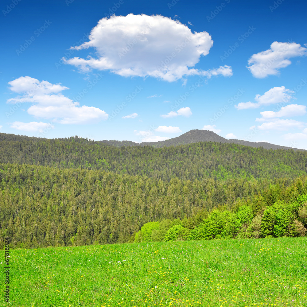 Fototapeta premium Spring landscape in Bavarian Forest National Park - Germany