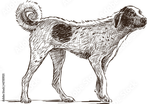 mongrel