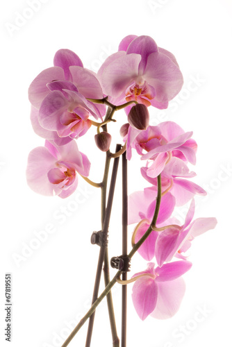 Fototapeta Naklejka Na Ścianę i Meble -  Beautiful pink orchid